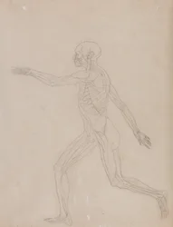 Vergleichende anatomische Darstellung der Struktur des menschlichen Körpers mit der eines Tigers und einer Kuh